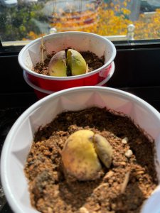 牛油果种子多久发芽 牛油果种子发芽需要多长时间？