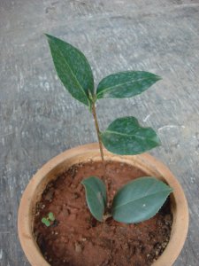 茶花种子多久发芽 茶花种子发芽需要多长时间？