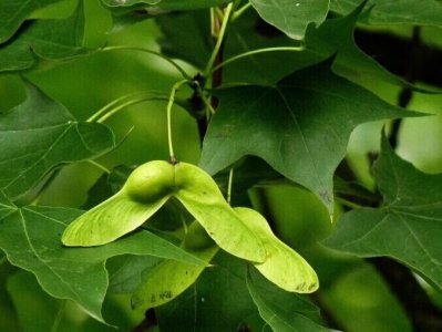 青枫种子多久发芽 青枫种子发芽需要多长时间？
