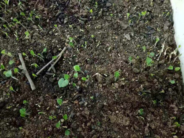 重楼种子多久发芽