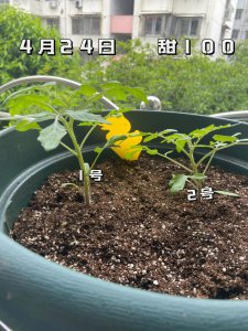 西红柿种子多久发芽 番茄种子发芽需要多久时间？