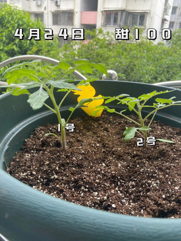 西红柿种子多久发芽