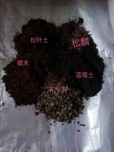 蓝莓怎么配土 种植蓝莓的土壤要怎么选择？
