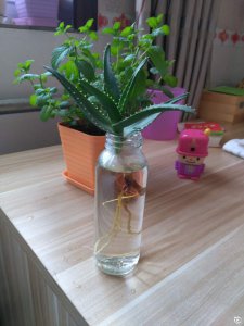 芦荟怎么配土 芦荟适合种植在什么样的土壤里？