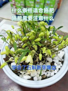 石斛兰怎么配土 石斛兰的土壤搭配是什么？