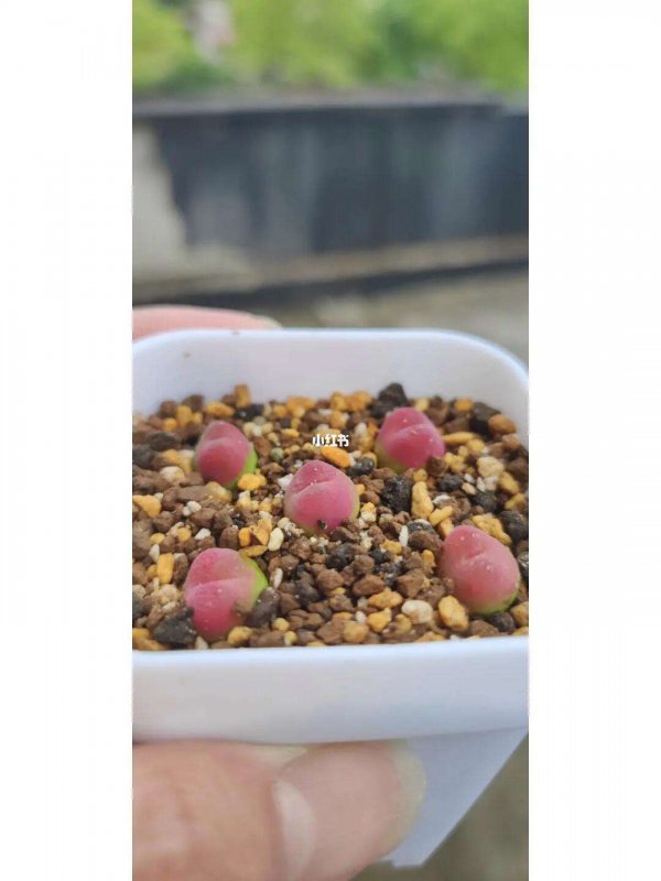 毛汉尼怎么配土