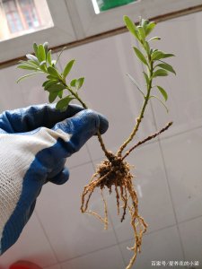 罗汉松怎么配土 罗汉松适合种植在什么土壤中