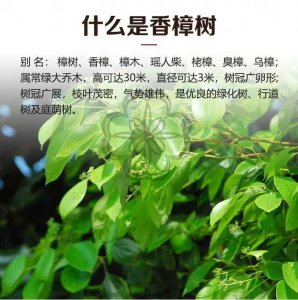 樟树是喜阳还是喜阴 樟树的光照喜好是什么？