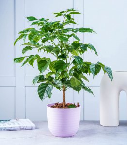 幸福树是喜阳还是喜阴 幸福树是喜欢阳光还是阴凉？
