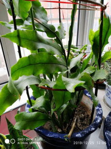 昙花怎么配土 昙花需要什么样的土壤？