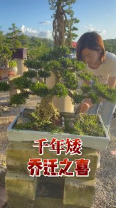 雀舌黄杨怎么配土 雀舌黄杨适合搭配哪种土壤？