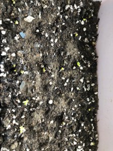 鸡毛菜种子多久发芽 鸡毛菜种子发芽需要多长时间？