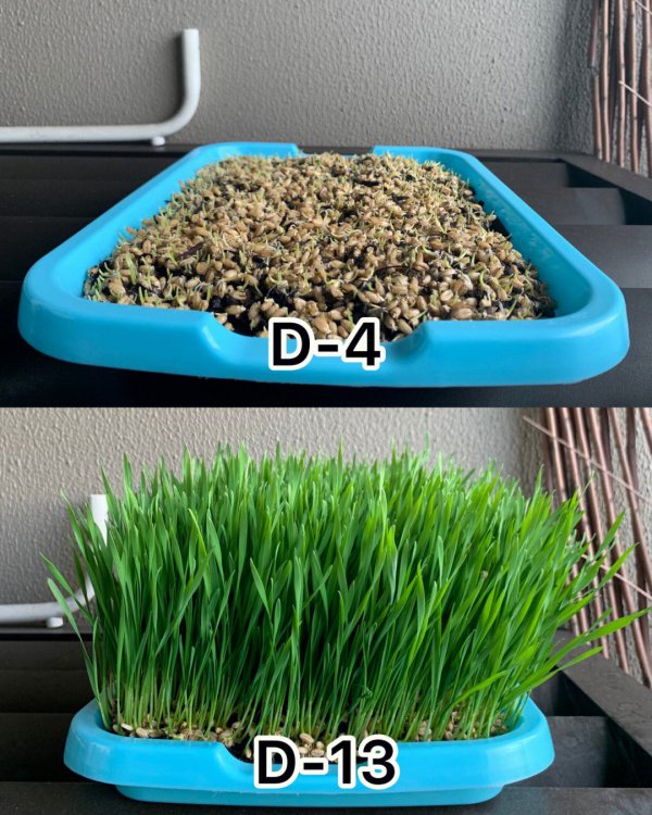 提摩西草种子多久发芽