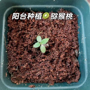 猕猴桃种子多久发芽 猕猴桃种子多久发芽需时？