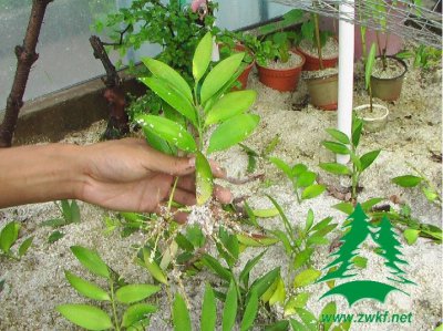 竹柏种子多久发芽 竹柏种子几天发芽
竹柏种子发芽时间多长