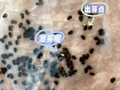 火龙果种子多久发芽 火龙果种子发芽需要多长时间？