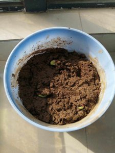 芸豆种子多久发芽 芸豆种子发芽需要多长时间？
