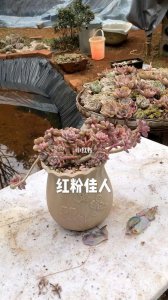 多肉红粉佳人怎么爆头 多肉红粉佳人如何脱颖而出