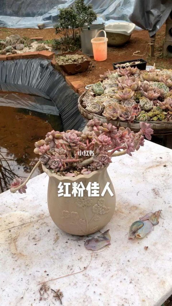 多肉红粉佳人怎么爆头