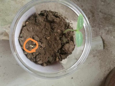 葫芦种子多久发芽 葫芦种子发芽需要多久时间？