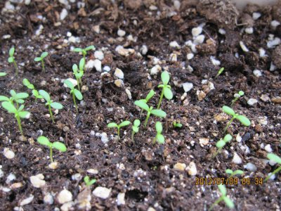 芹菜种子多久发芽 芹菜籽发芽需要多长时间？