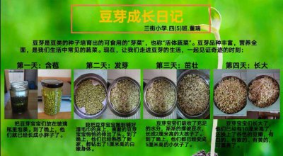 青菜种子多久发芽 青菜种子发芽需要多久时间？