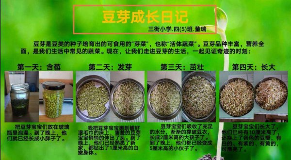 青菜种子多久发芽
