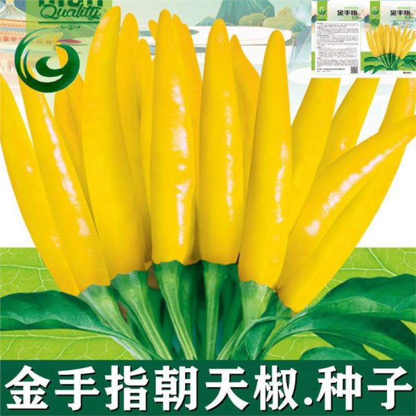 朝天椒种子多久发芽