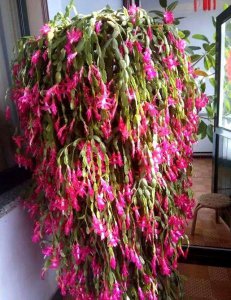 蟹爪兰种多深合适 蟹爪兰适合种植的深度是多少？