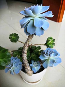 蓝石莲怎么养爆盆 如何在盆栽中养护蓝石莲？