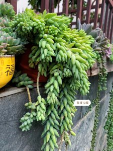 玉缀多肉怎么养爆盆 多肉玉缀的盆栽养护技巧
