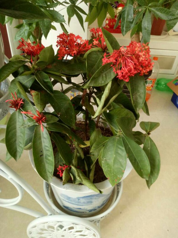 龙船花花谢后怎么处理