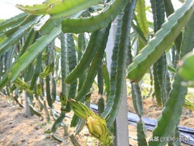 火龙果冬天可以剪枝吗 冬季适合修剪火龙果吗？