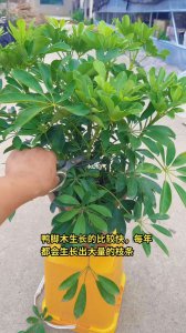 鸭掌木冬天可以剪枝吗 鸭掌木能否在冬季修剪？