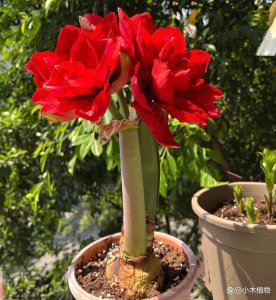 朱顶红种多深合适 适合种植多深的朱顶红？