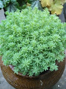 万年青冬天可以剪枝吗 冬天可以修剪万年青吗？