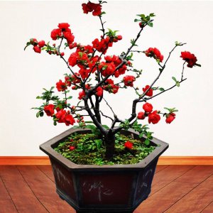 四季海棠一盆种几颗合适 一盆四季海棠适合种几颗