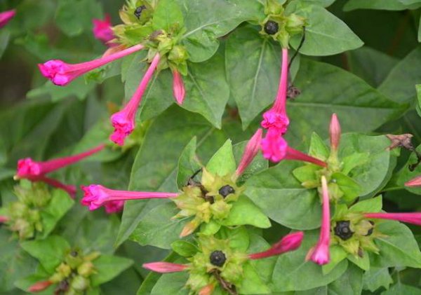 胭脂花耐旱吗