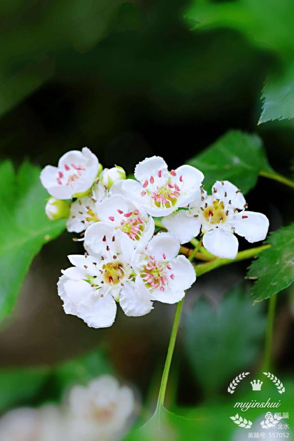 山楂是自花授粉吗