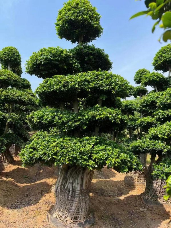 榕树耐旱吗