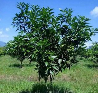 橘子树耐旱吗 橘子树适应干旱条件吗？