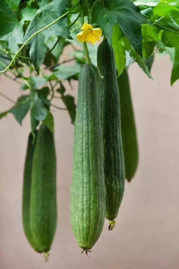 丝瓜耐旱吗