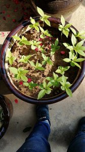 凤仙花是自花授粉吗 凤仙花是否具有自花授粉能力？