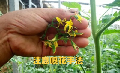 番茄是自花授粉吗 番茄是否自交授粉？