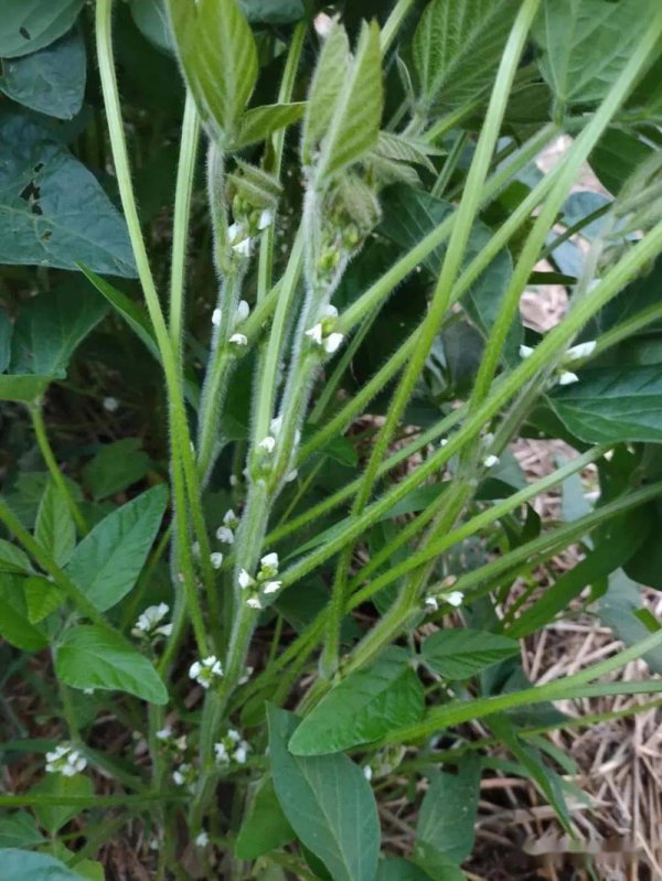 大豆是自花授粉吗