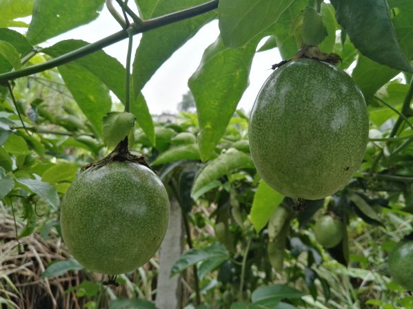 百香果耐旱吗