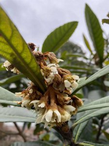 枇杷是自花授粉吗 枇杷果实自然授粉吗？