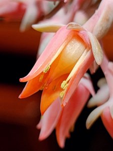橙子树是自花授粉吗 橙子树自身授粉吗？