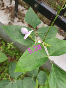 豇豆是自花授粉吗 豇豆能自行授粉吗？