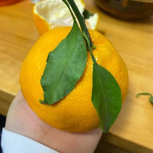 粑粑柑是自花授粉吗 粑粑柑是否可以自我授粉？